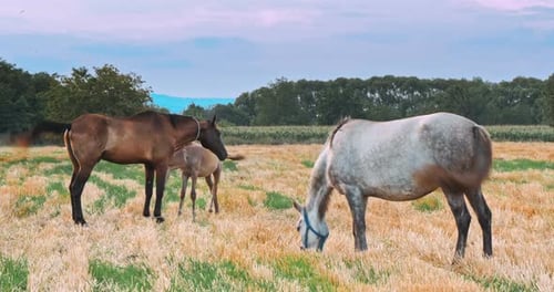 Beautiful Horses in the Green Meadow