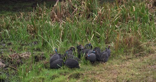 Guineafowl mit Helm, Numida Meleagris, Masai Mara Park in Kenia, Echtzeit 4K