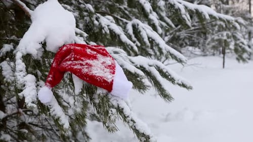 Santa Hat on Snowy Pine Tree Branch in Winter