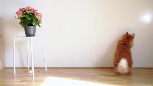 Lindo gato jengibre jugando con el rayo de sol en interiores