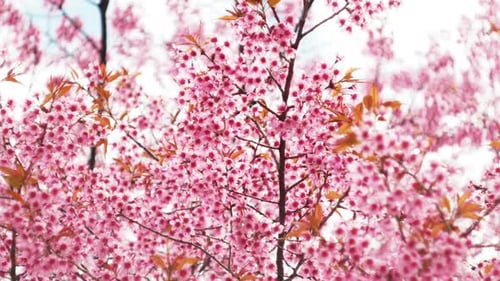 Beautiful Pink Cherry Blossoms Blooming in Springtime