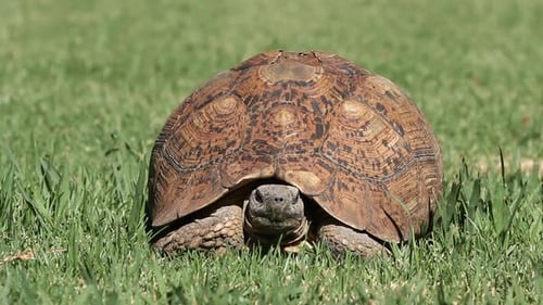 Detailed Tortoise Resting Peacefully on Green Grass