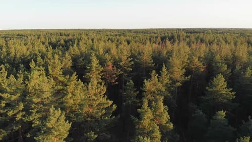 Pine Forest, Aerial View with Drone. Top View in Pine Wood Park