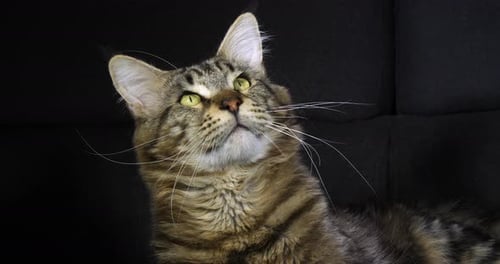 Brown Blotched Tabby Maine Coon Domestic Cat, Portrait of Male against Black Background