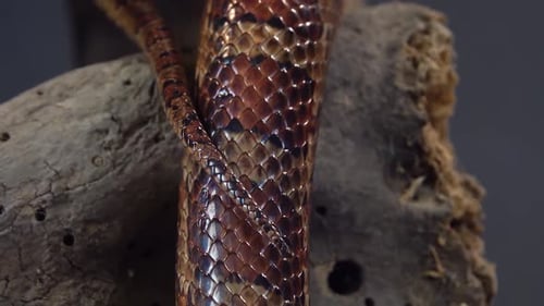 Coronella Brown Snake Crawling on Wooden Snag at Black Background. Close Up