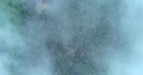 Die Kamera fliegt über einen nebelbedeckten Wald