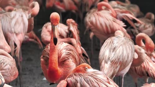Un groupe de flamants roses