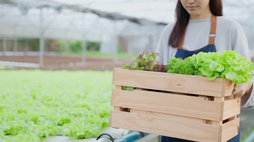 Close up of young girl farmer work in vegetables hydroponic green farm.