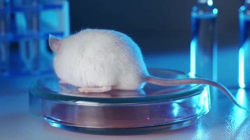White Mouse Sitting on Petri Dish in Lab