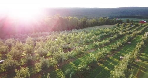 Belle vue aérienne d'un verger de pommiers rétroéclairé au lever ou au coucher du soleil montrant des échelles appuyées sur des arbres,