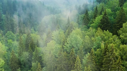 Aerial: misty mountain forest, low fog over conifer trees, 4K landscape