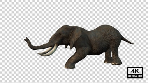 Elephant Attack Back Side View