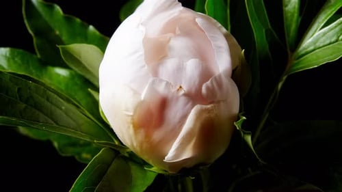 White Flower Blooming Slowly in a Time-lapse