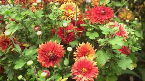 Bright Chrysanthemum Flowers Blooming in Garden