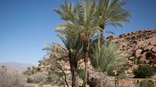 Tafroute Palms05