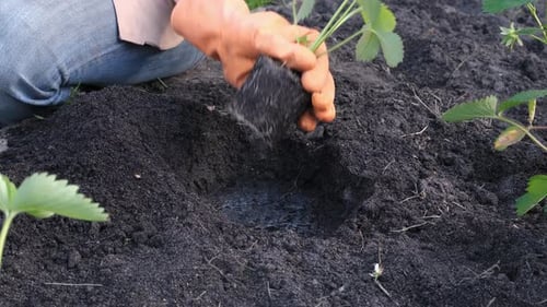 Close Up View on Farmer Hands Plant Strawberry Seedlings in the Garden