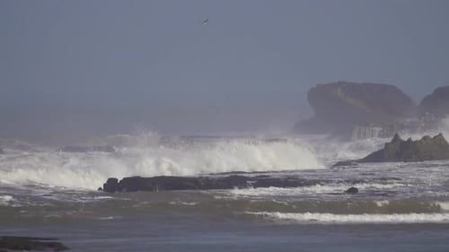 Flying Seagulls and Big Waves of the Ocean