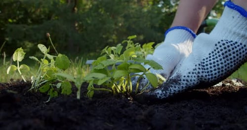 Farmer Woman Planting Cucumber Seedlings in the Garden at the Farm