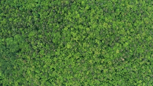 Bosque verde