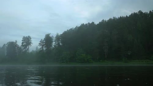 Morning forest by the river in motion