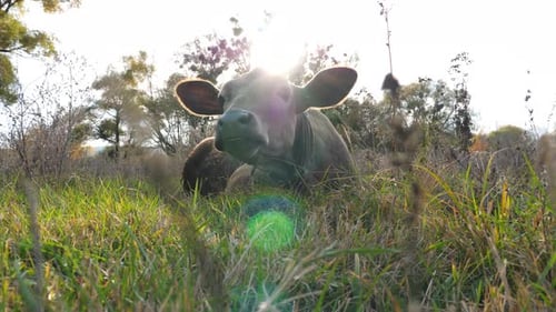 Calf Resting in a Grassy Field on a Farm
