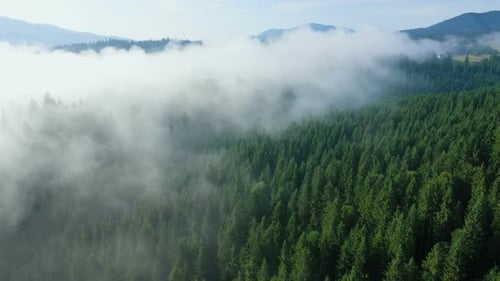 Fog At The Pine Forest At The Mountains