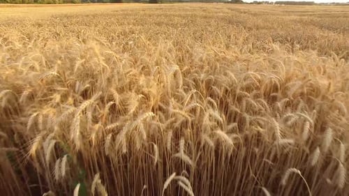 Yellow Corn And Wheat