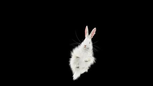 White Rabbit Animated Jump on Black Background