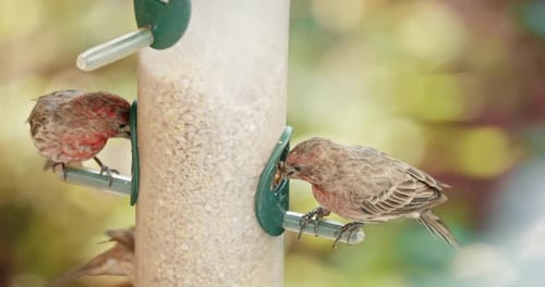 Cute Curious Brown Birds Flying on Sunny Day