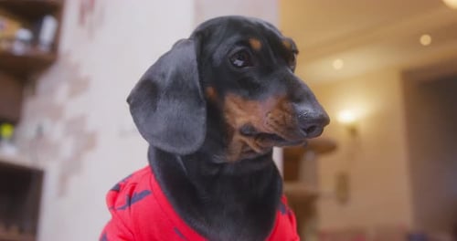 Cute Dachshund Dog Close Up Inside Home