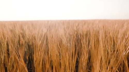 Wind Sweeping Across Golden Wheat Field in Daytime