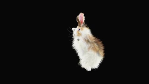 Hase: Tanzen HD