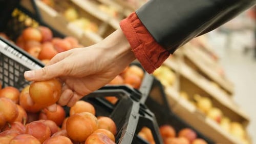 Jeune Femme Rassemble à La Main Des Prunes Orange De La Boîte Noire