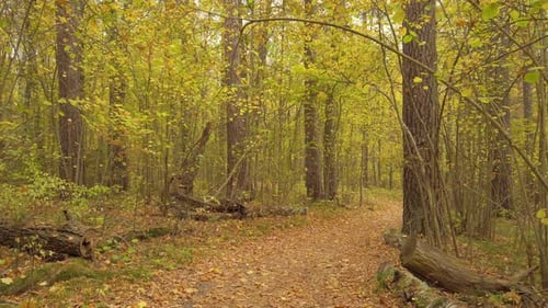 Beautiful Wild Autumn Forest, Road Covered Golden Leaves.