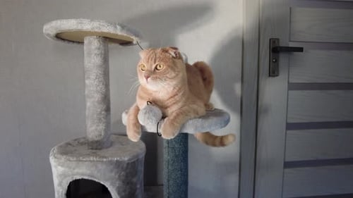 Gato fofo e engraçado brincando na árvore de dissuasão de móveis em casa