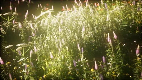Wild Flowers in the Field