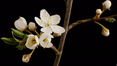 Flowers Bloom on a Tree. Time Lapse