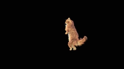 Katze tanzt HD