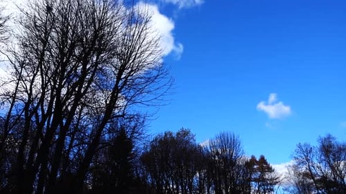The tops of the trees in the autumn park.