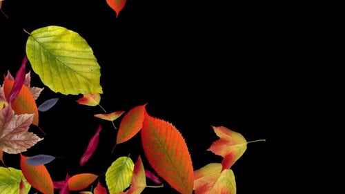 Fall Leaves - Forest Trees - Windy Transition 01