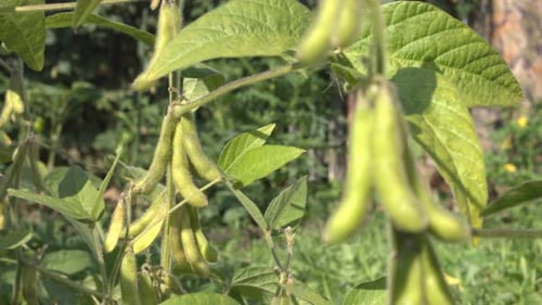 Growing Soy in Garden