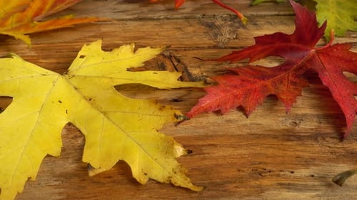 Colorful Autumn Leaves on Wood Background