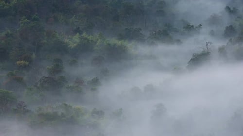 Misty Forest on a Foggy Mountain Top