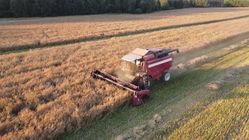 Combine hace una cosecha de cereales en verano