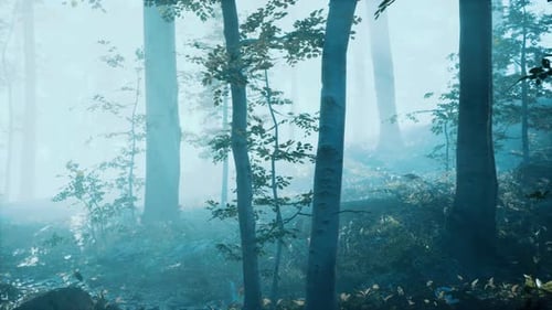 Morning Fog in Deep Forest