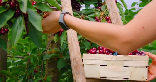 Hand Farmer Picking Sweet Cherries in Wooden Wicker Box