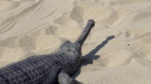 Crocodile gavial (Gavialis Gangeticus), également connu sous le nom de Gavial reposant sur le sable
