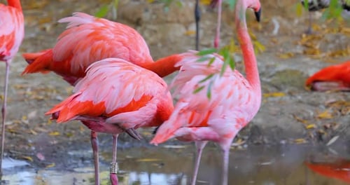 Beautiful Flock of Pink Flamingos Standing in Water