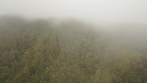 Aerial View of Lush Forest with Fog