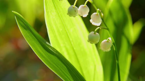 Blooming Lily of the Valley